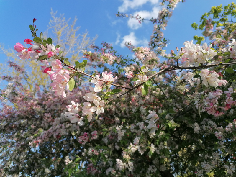 Kirschblüten vor blauem Himmel